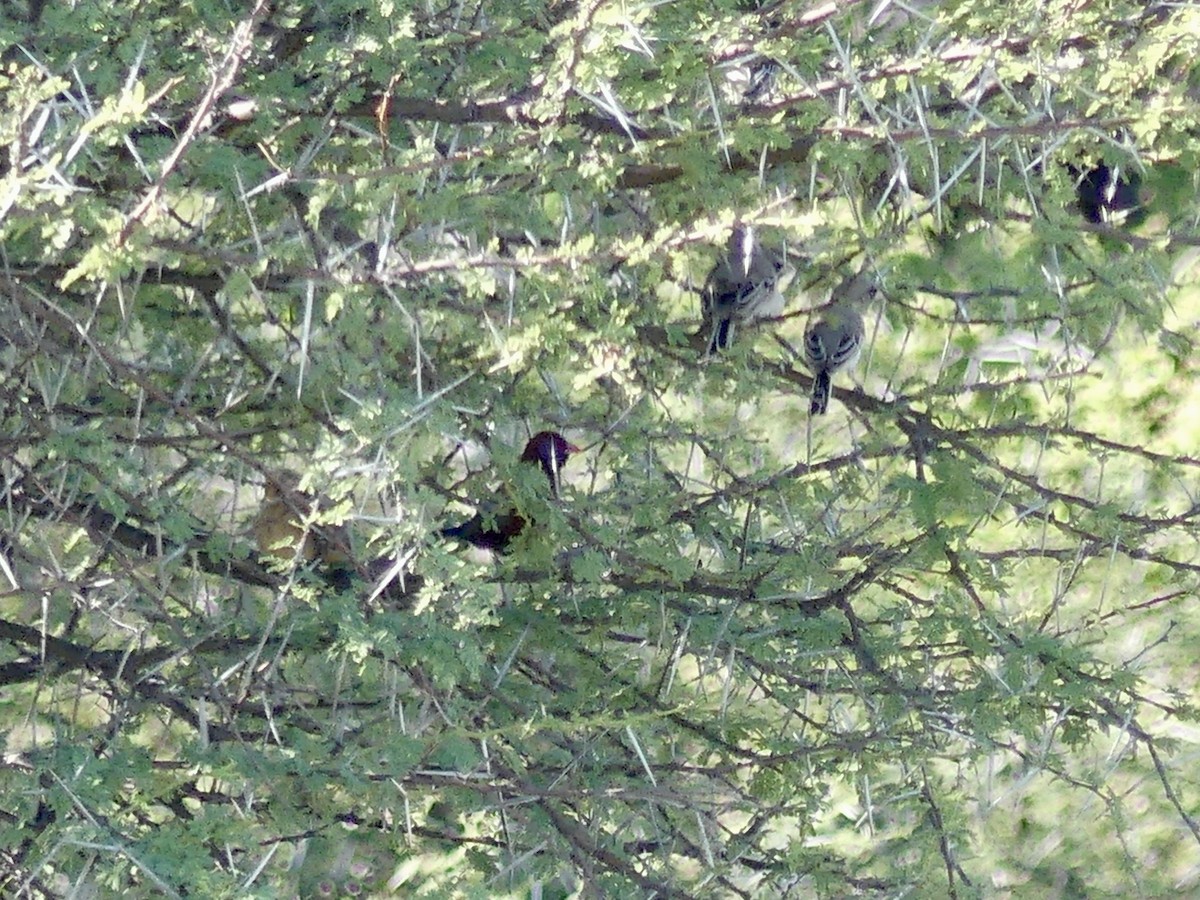 Violet-eared Waxbill - ML646597117