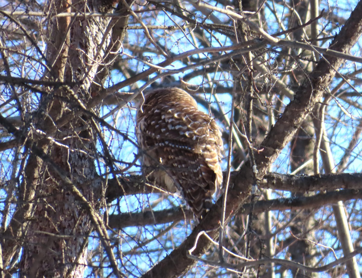 Barred Owl - ML646597118