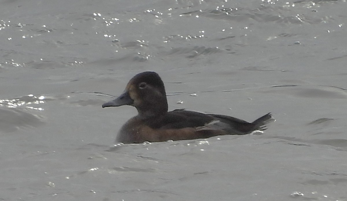 Ring-necked Duck - ML646597119