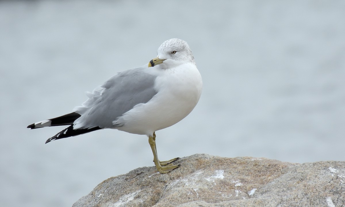 Ring-billed Gull - ML646597120