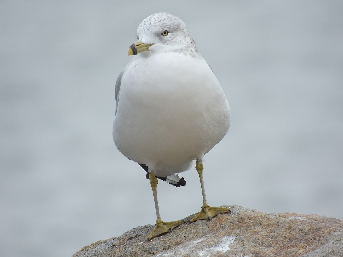 Ring-billed Gull - ML646597121