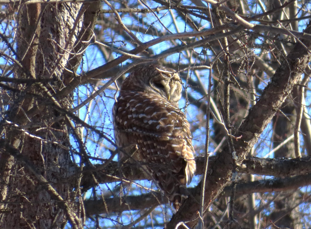 Barred Owl - ML646597122