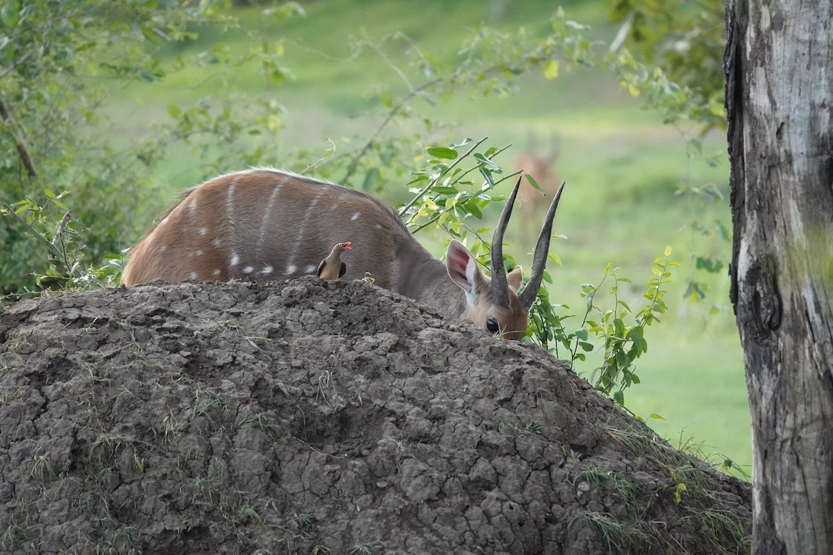 rødnebboksehakker - ML646597123