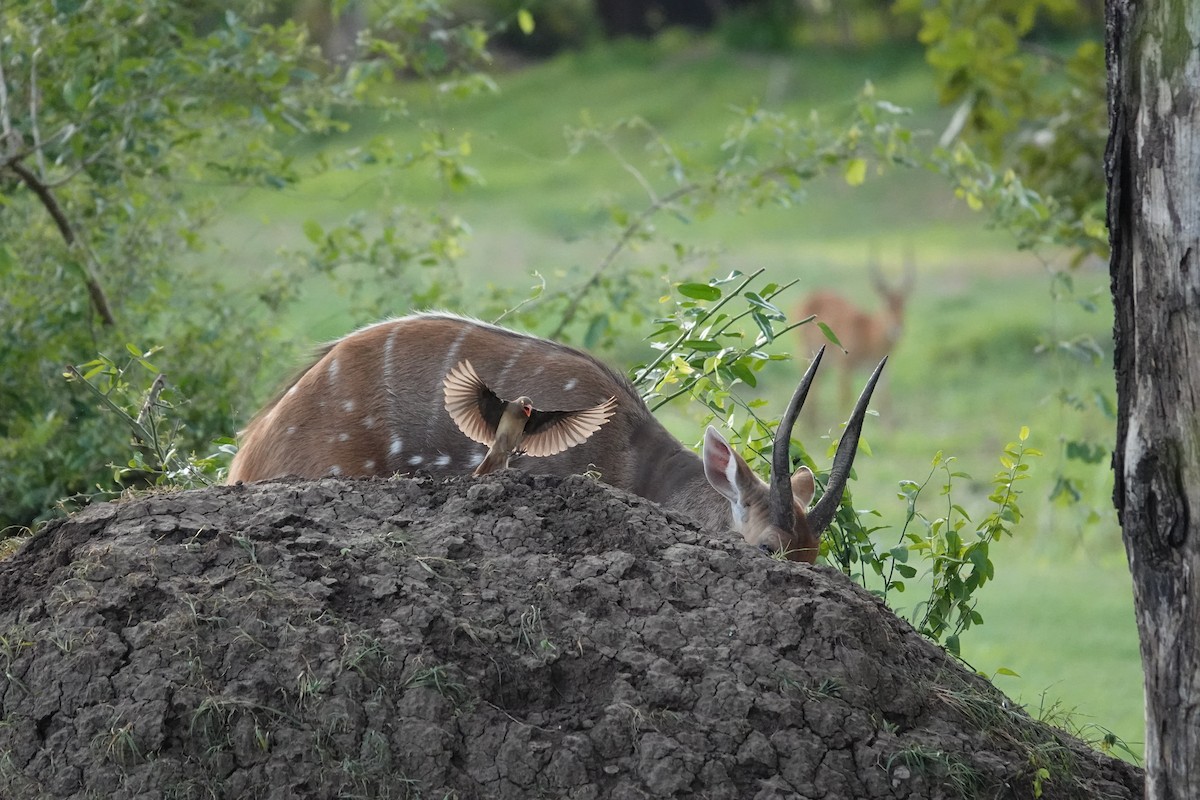 rødnebboksehakker - ML646597124