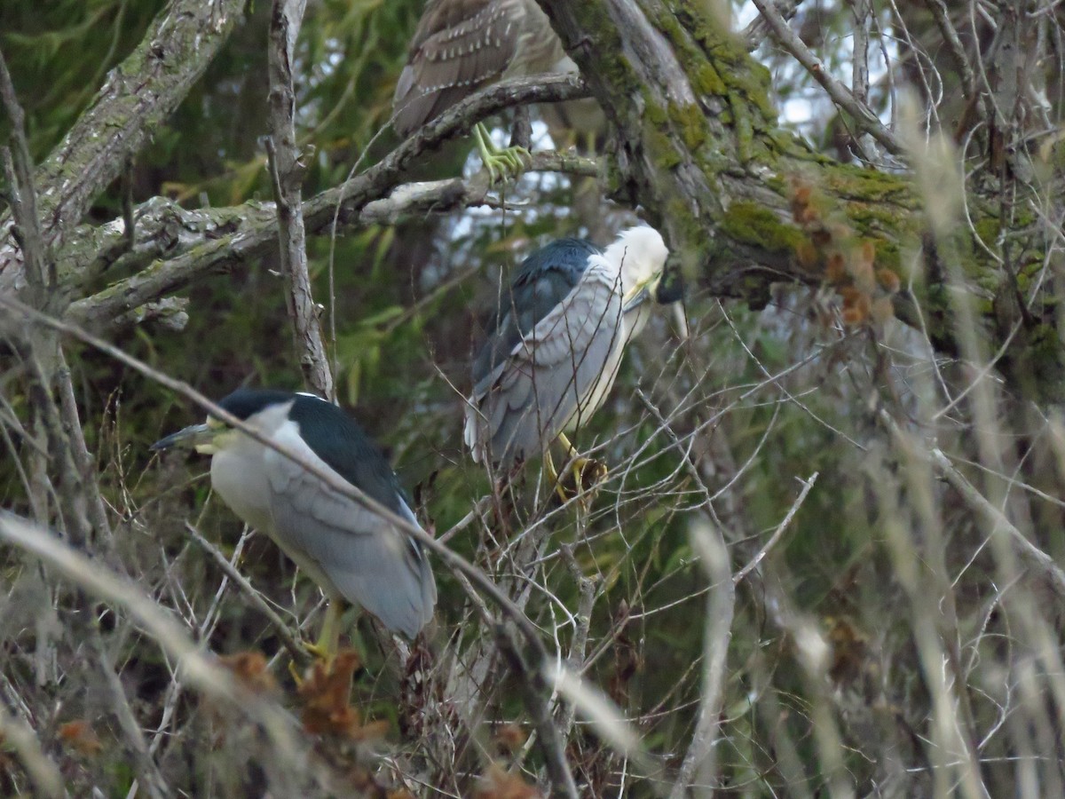 Black-crowned Night Heron - ML646597125