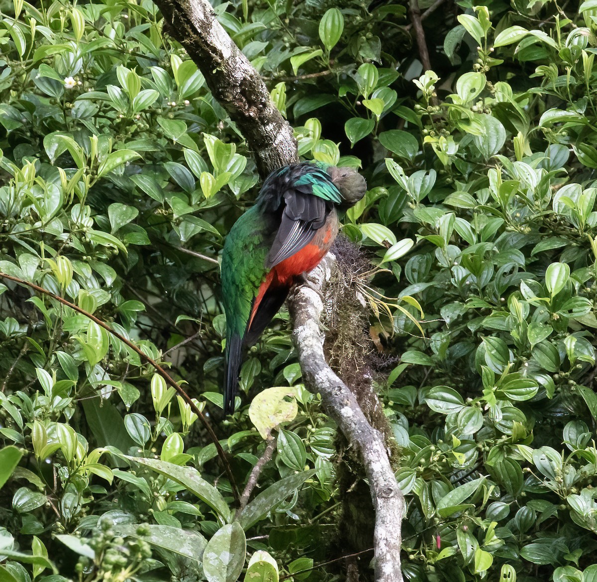 Golden-headed Quetzal - ML646597126