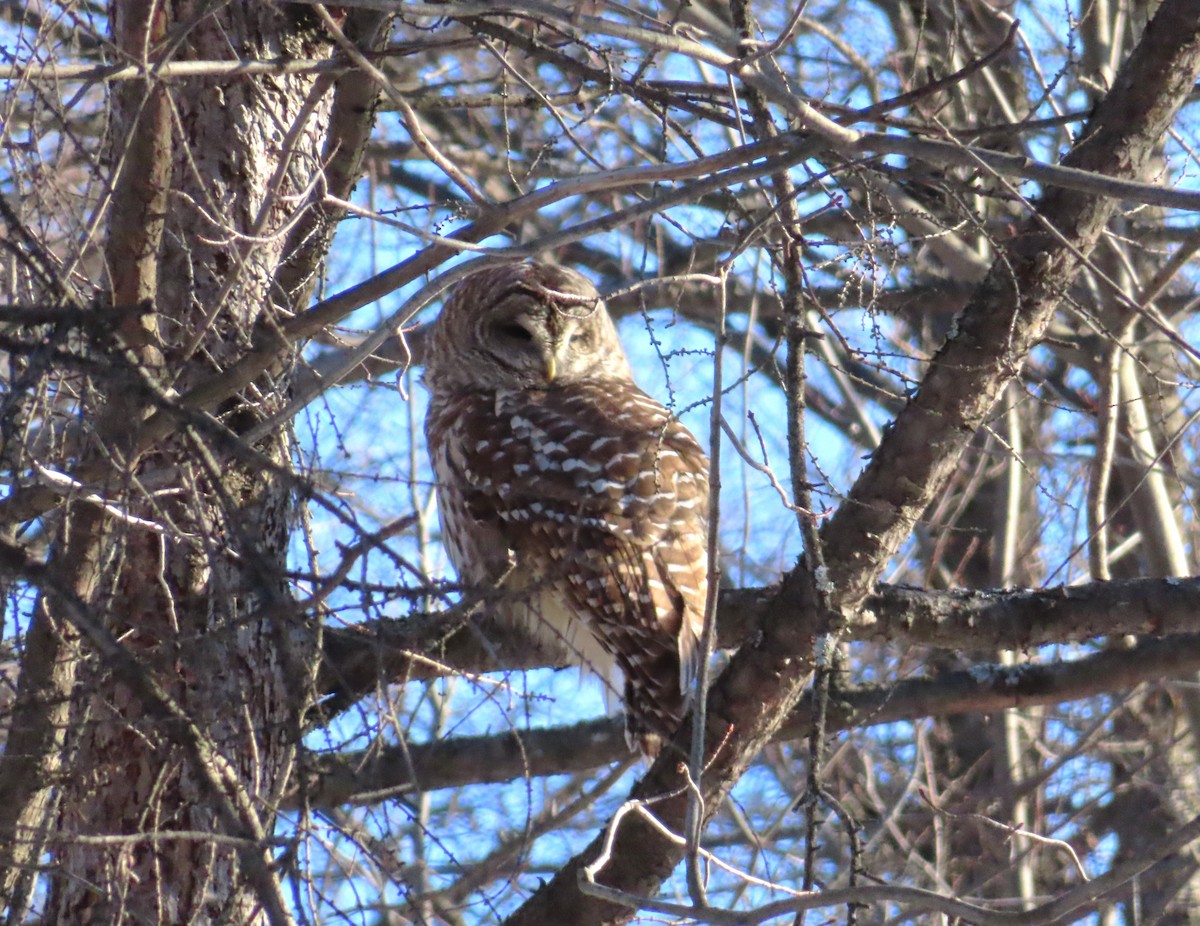 Barred Owl - ML646597128