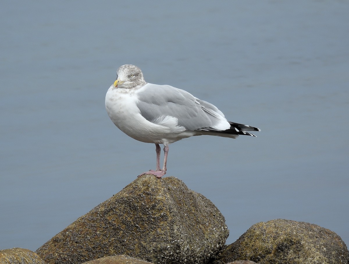 American Herring Gull - ML646597129