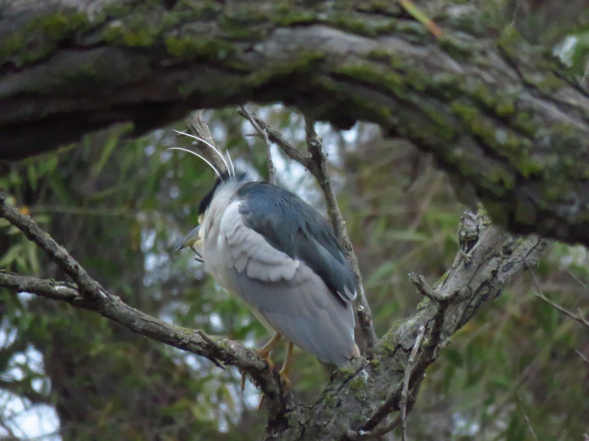 Black-crowned Night Heron - ML646597130