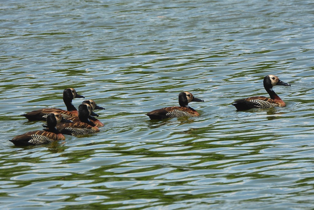White-faced Whistling-Duck - ML646597131