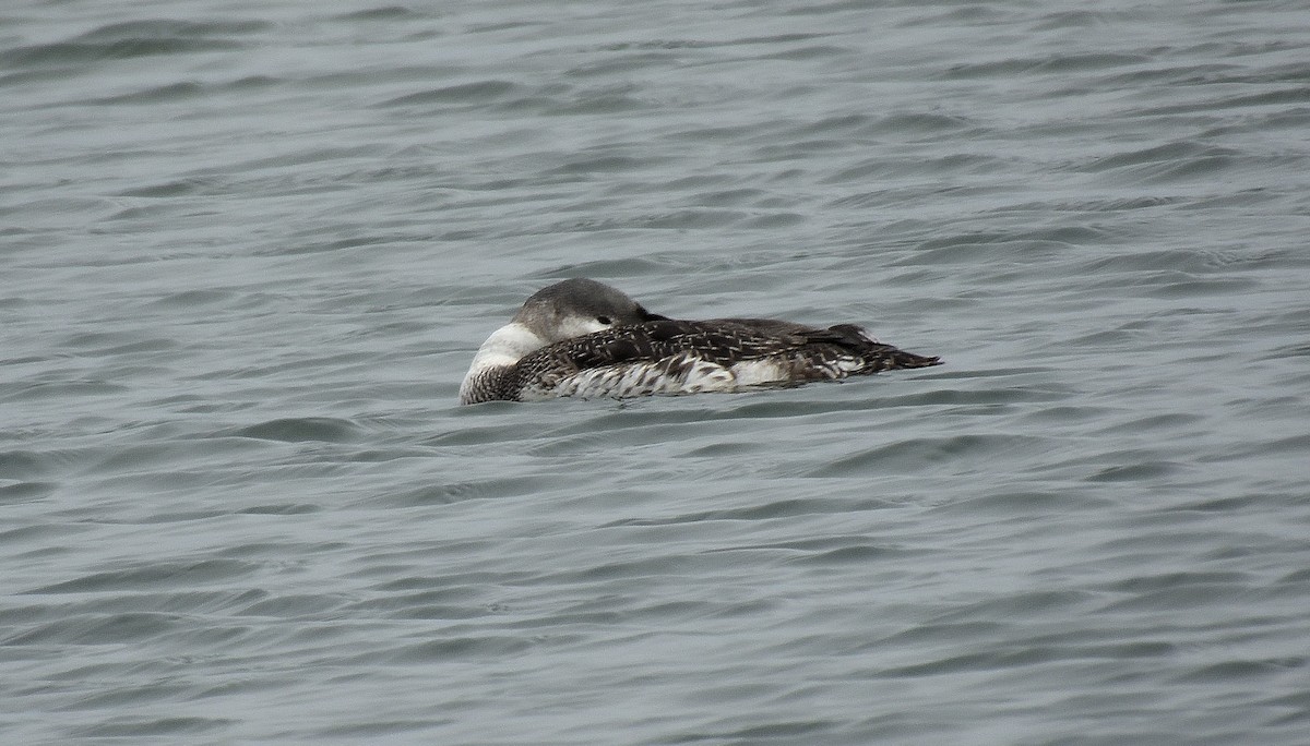 Common Loon - ML646597132