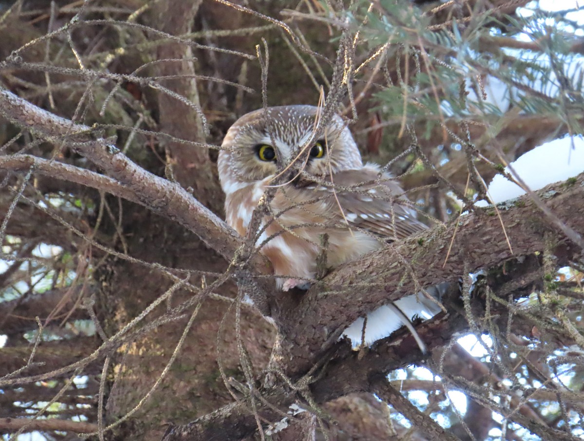 Northern Saw-whet Owl - ML646597133