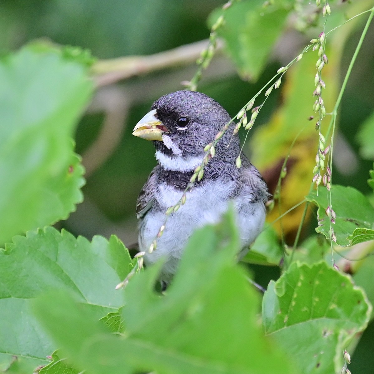 Double-collared Seedeater - ML646597134
