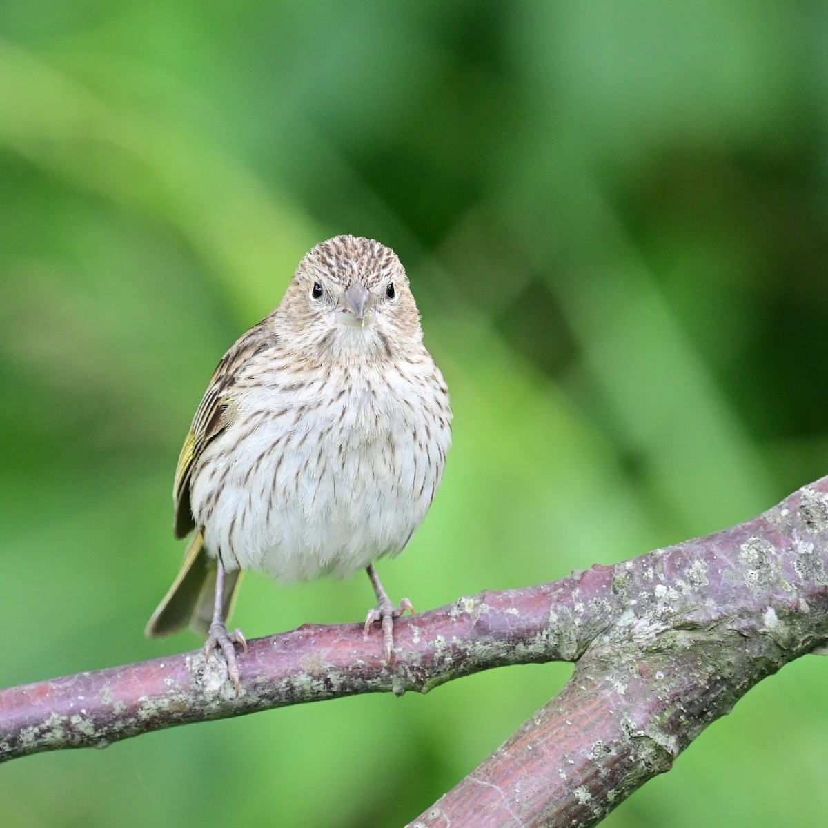 Double-collared Seedeater - ML646597135