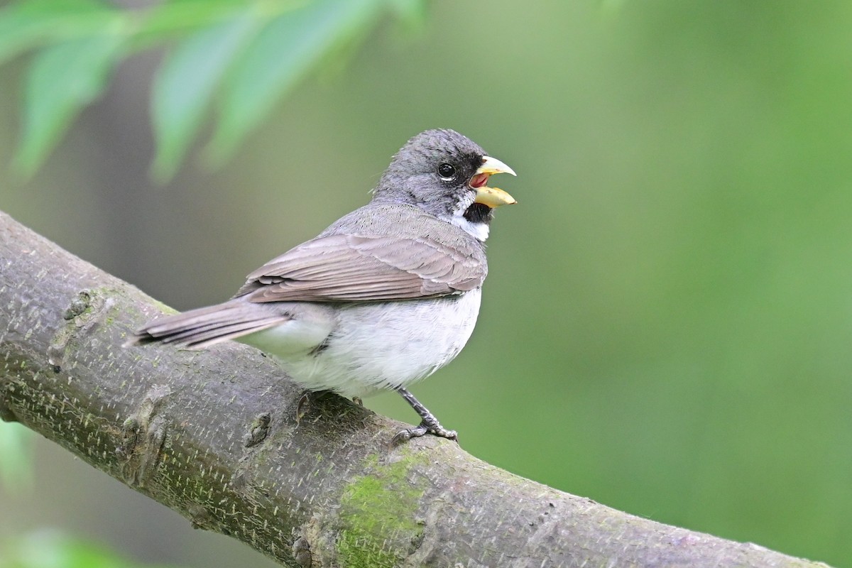 Double-collared Seedeater - ML646597136
