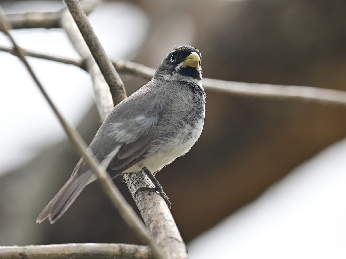 Double-collared Seedeater - ML646597137
