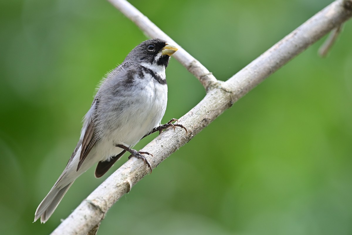 Double-collared Seedeater - ML646597138