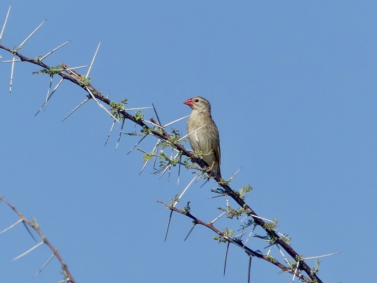 Red-billed Quelea - ML646597141
