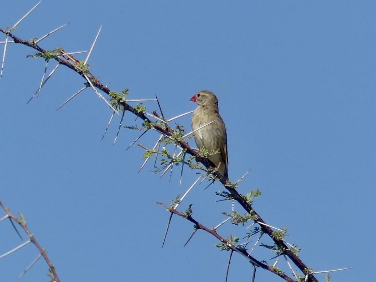 Red-billed Quelea - ML646597142