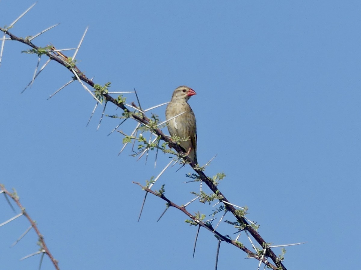 Red-billed Quelea - ML646597143