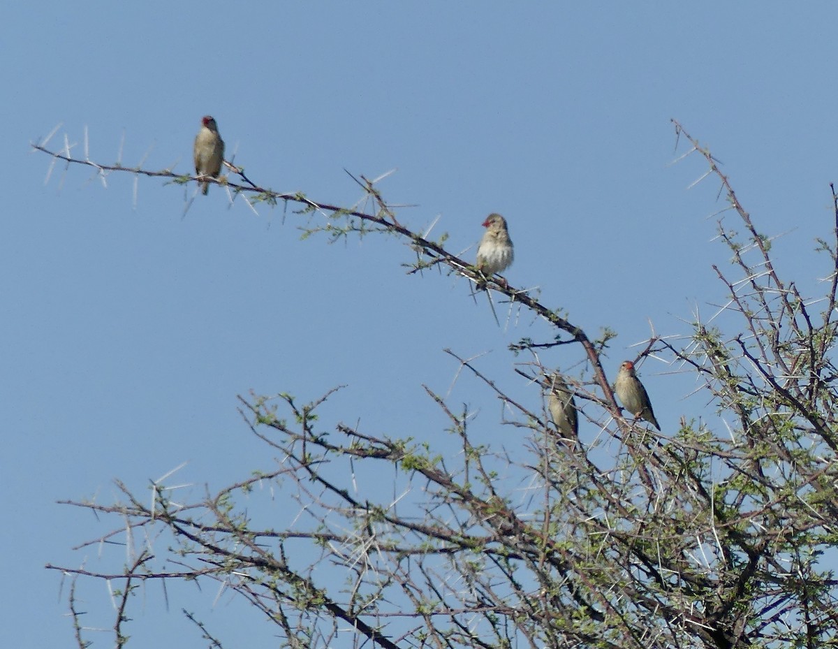 Red-billed Quelea - ML646597144