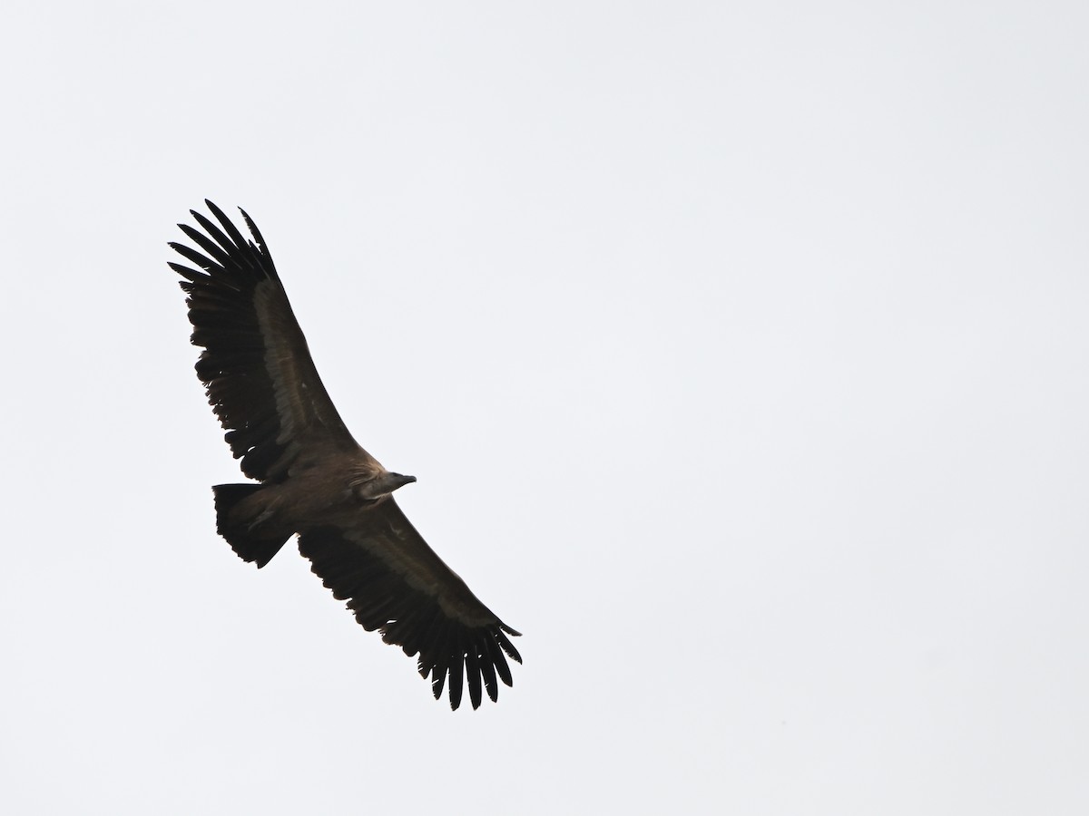 נשר מקראי - ML646597145