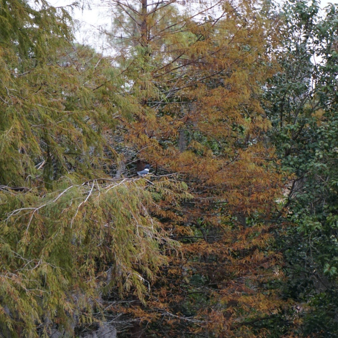 Belted Kingfisher - ML646597146