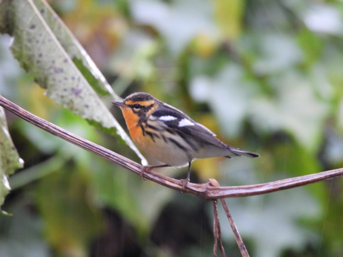 Blackburnian Warbler - ML646597147