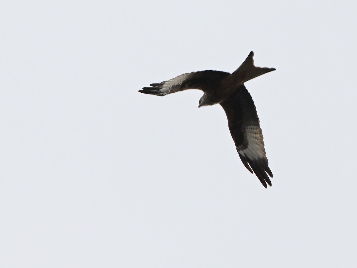 דיה אדומה - ML646597150