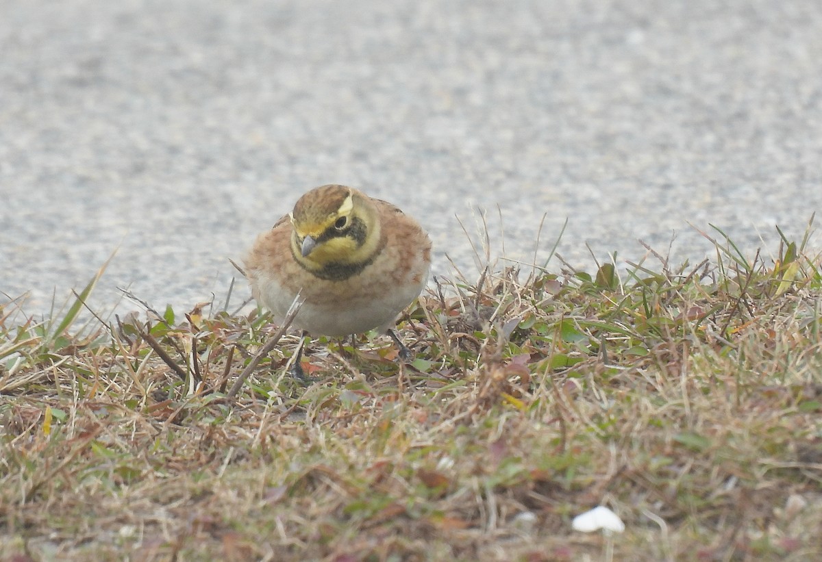 Alondra Cornuda - ML646597151