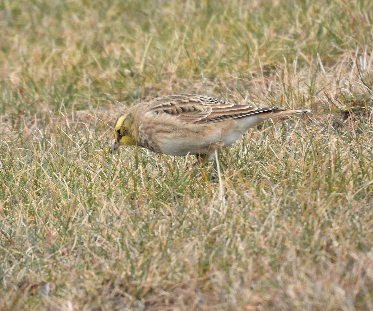 Alondra Cornuda - ML646597152