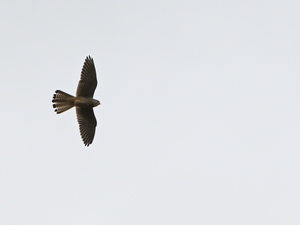 בז מצוי - ML646597153