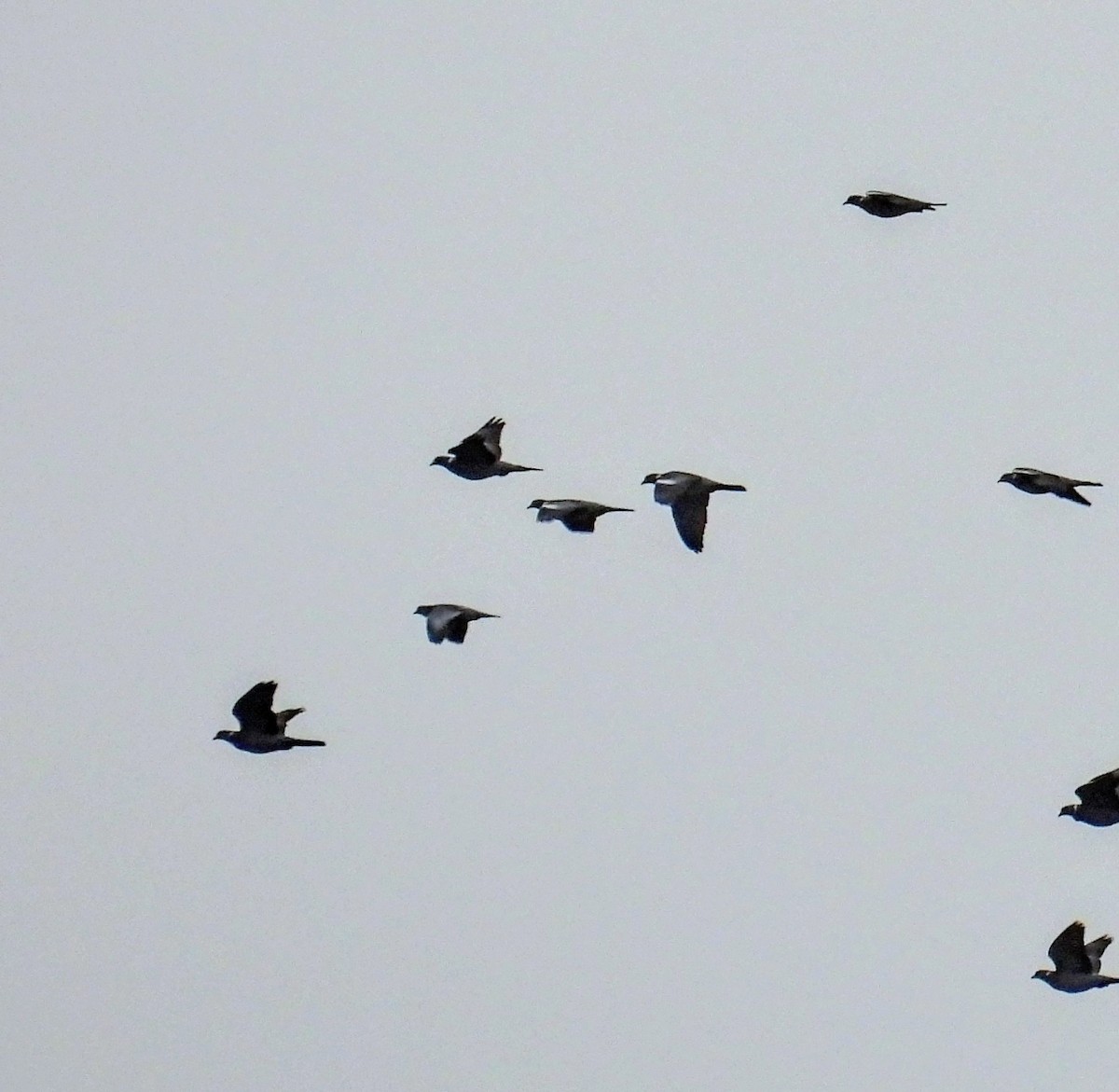 Stock Dove - ML646597155