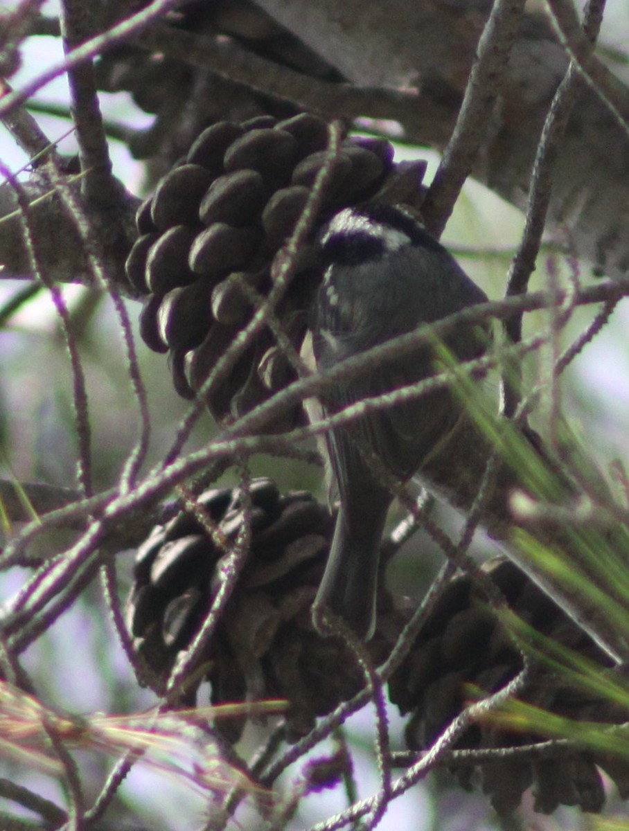 Coal Tit - ML646597157
