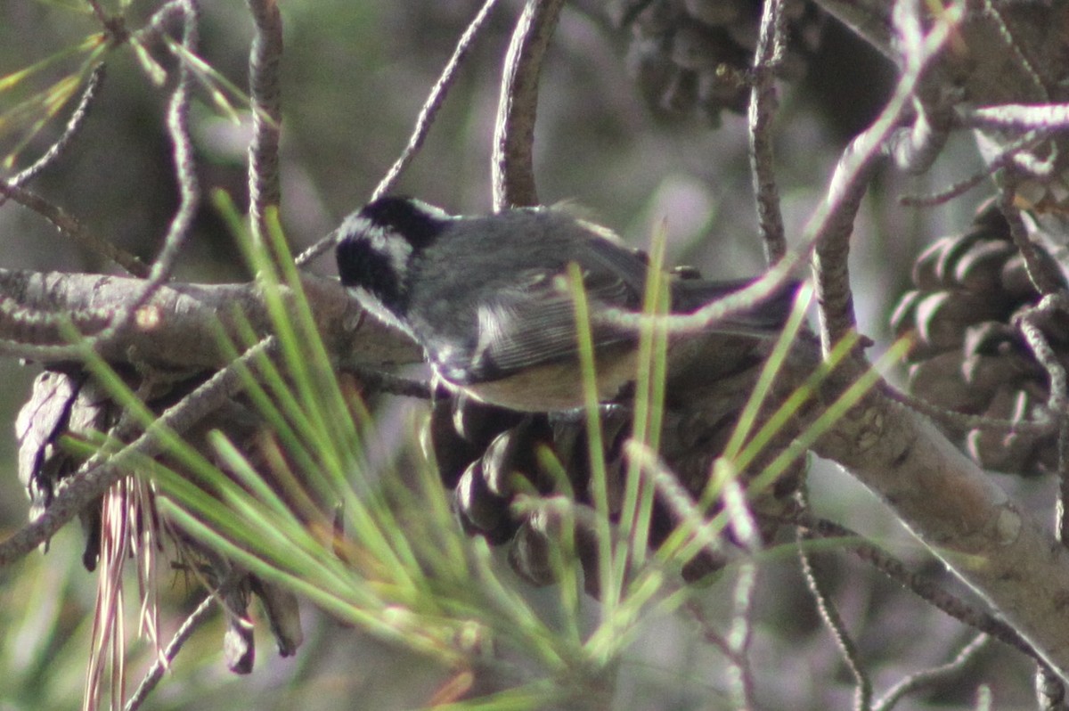 Coal Tit - ML646597158