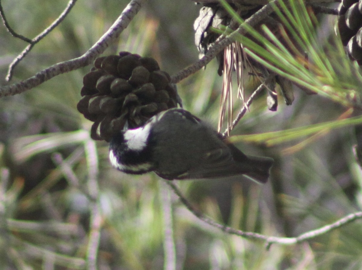 Coal Tit - ML646597159