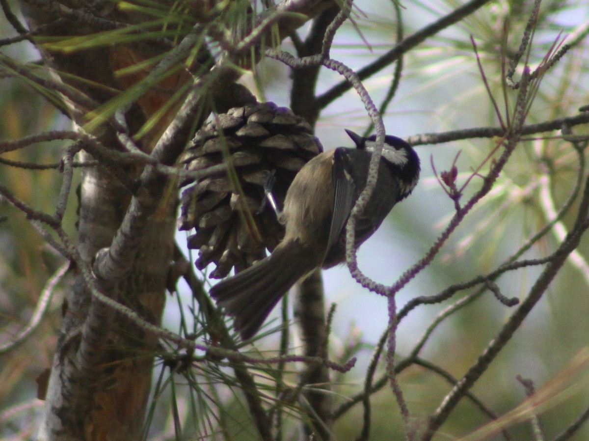 Coal Tit - ML646597160