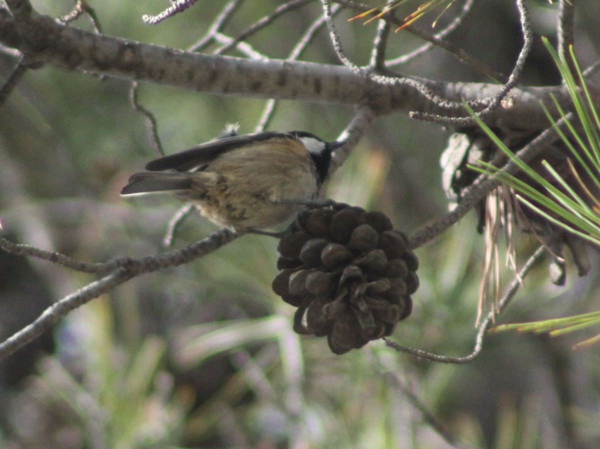 Coal Tit - ML646597161