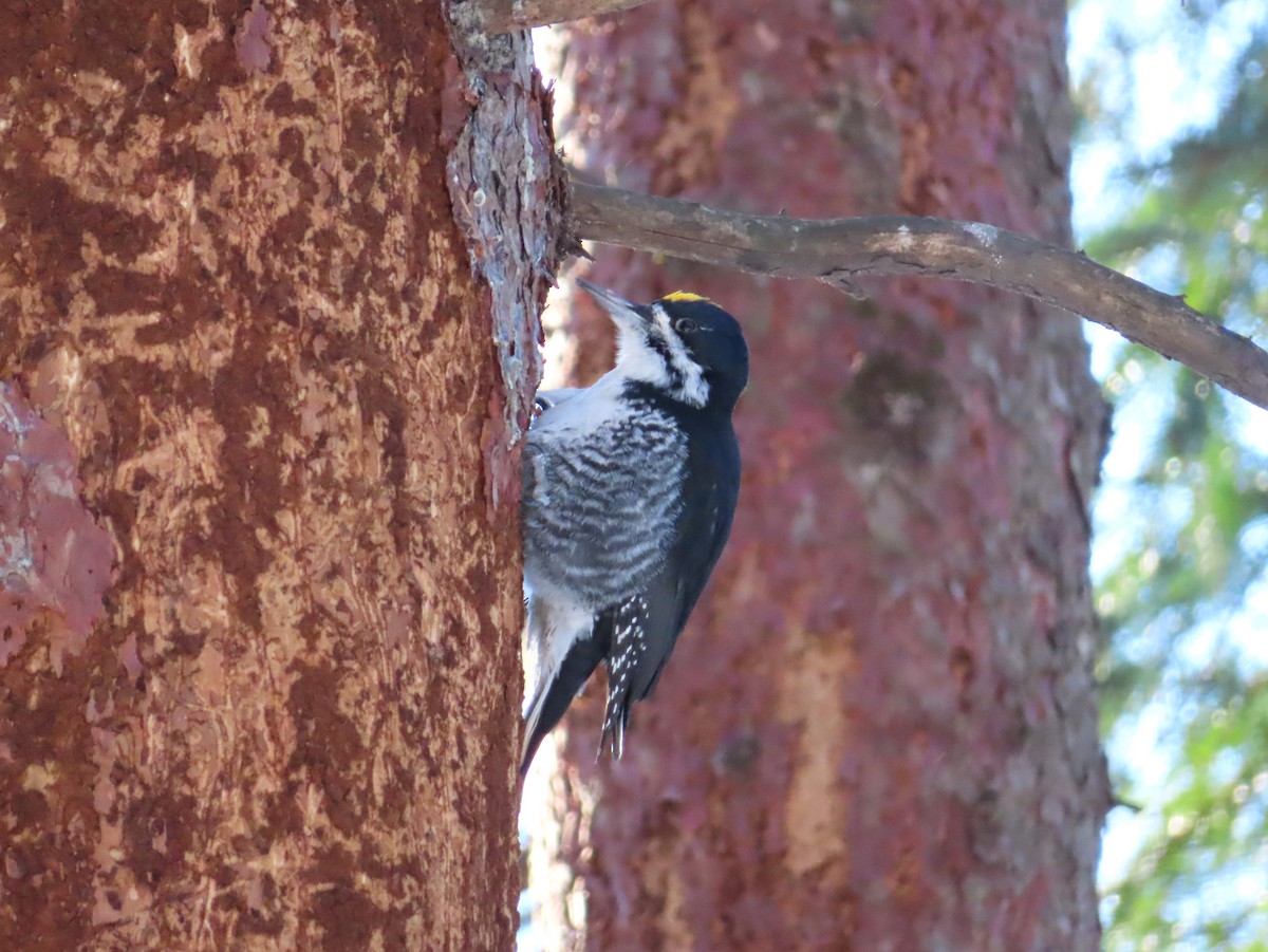 Black-backed Woodpecker - ML646597162