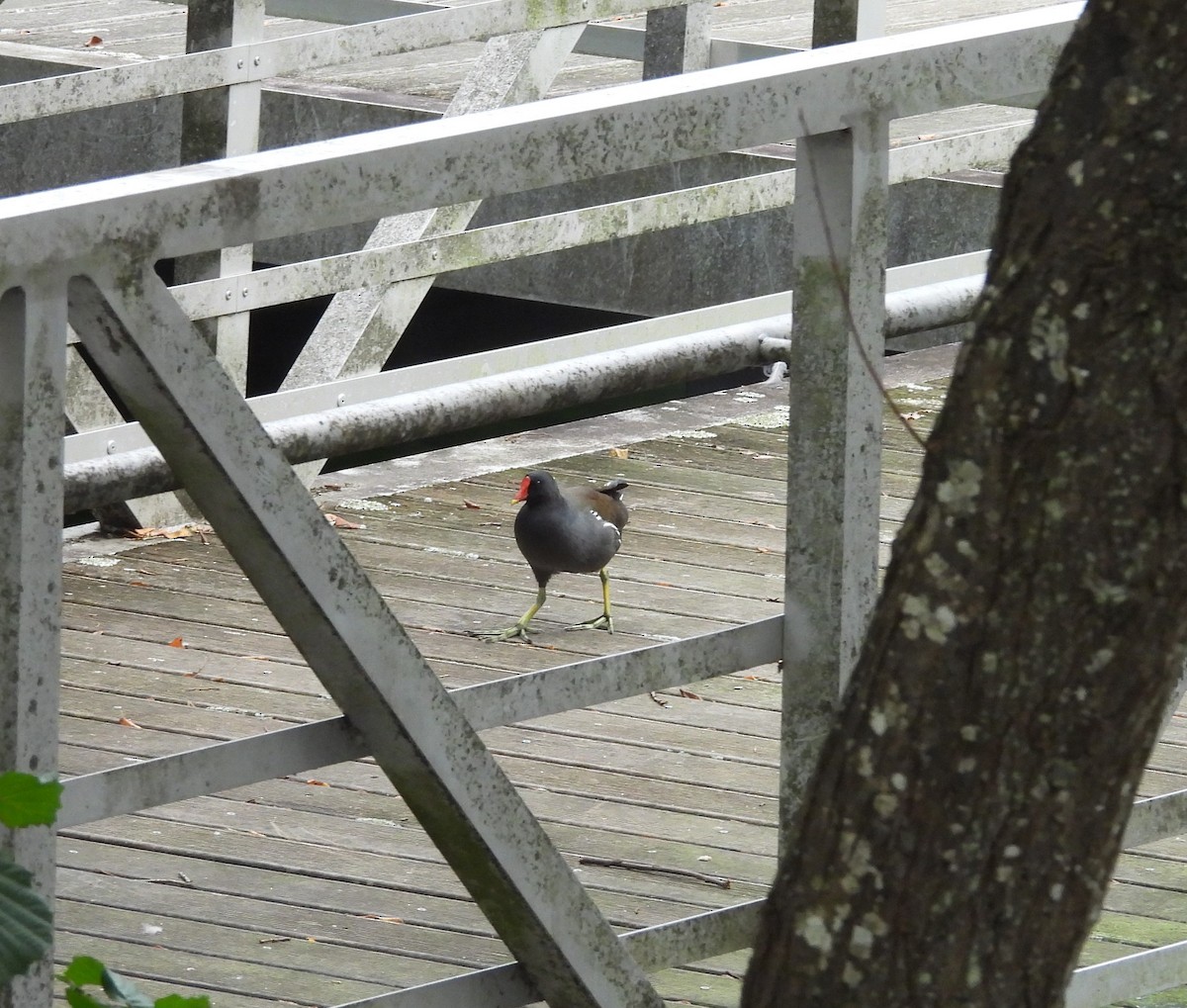 Камышница - ML646597163