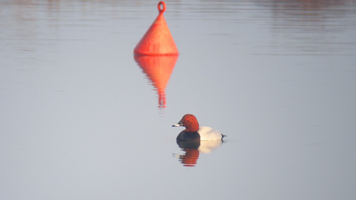 Common Pochard - ML646597164