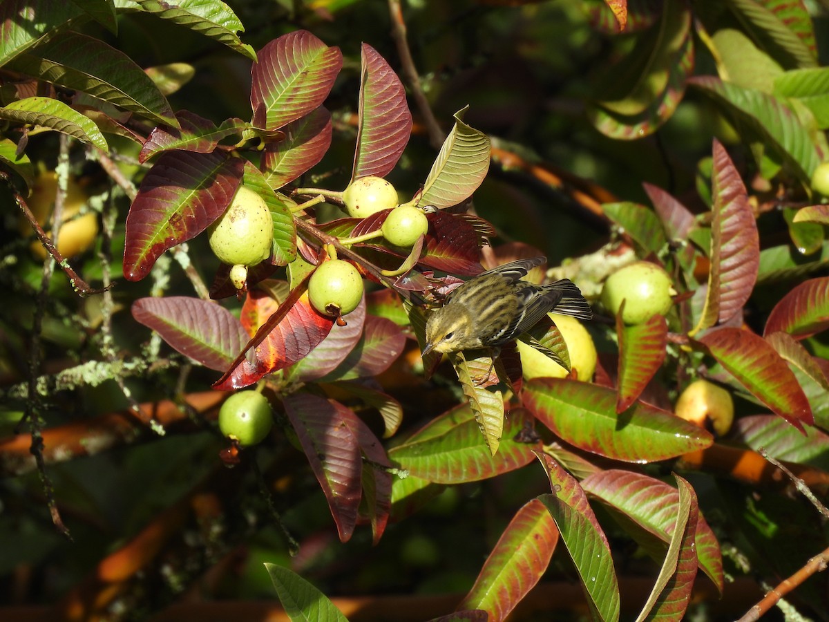 Blackburnian Warbler - ML646597168