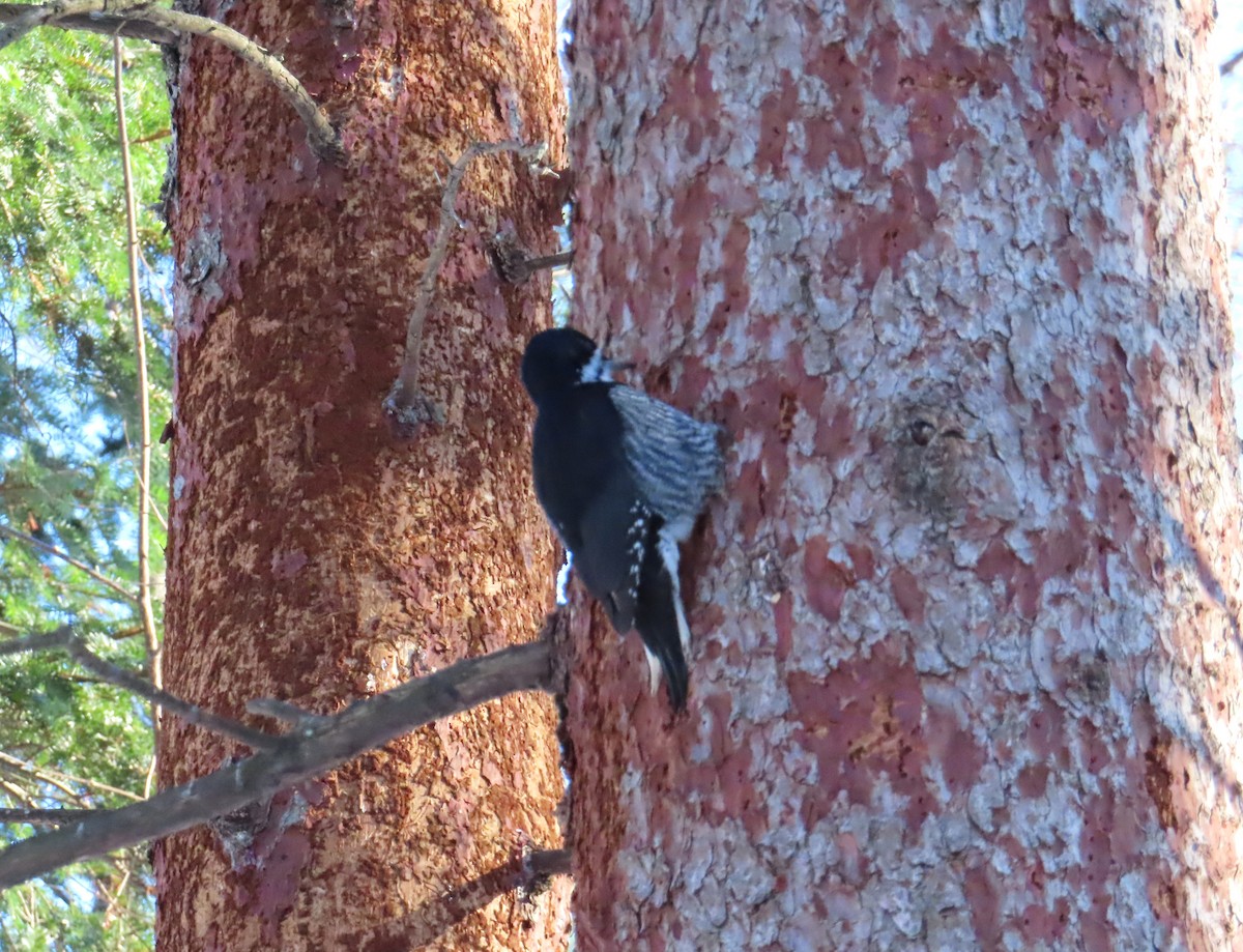 Black-backed Woodpecker - ML646597170