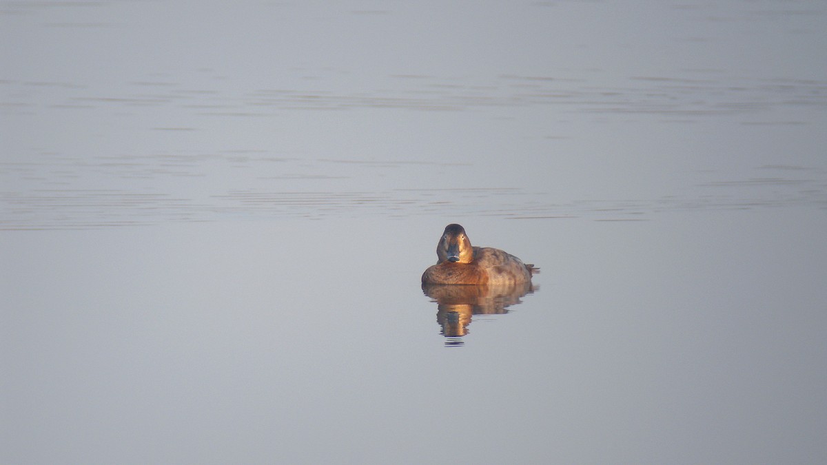 Common Pochard - ML646597172