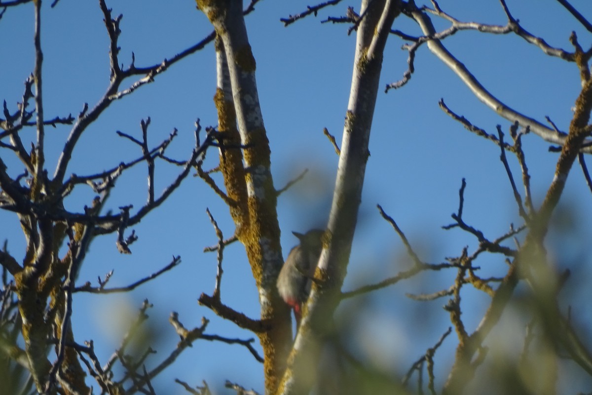 Great Spotted Woodpecker - ML646597177