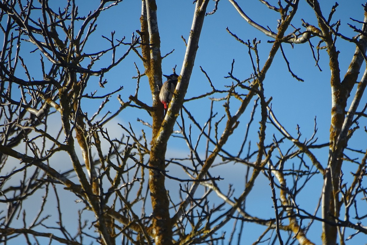 Great Spotted Woodpecker - ML646597184