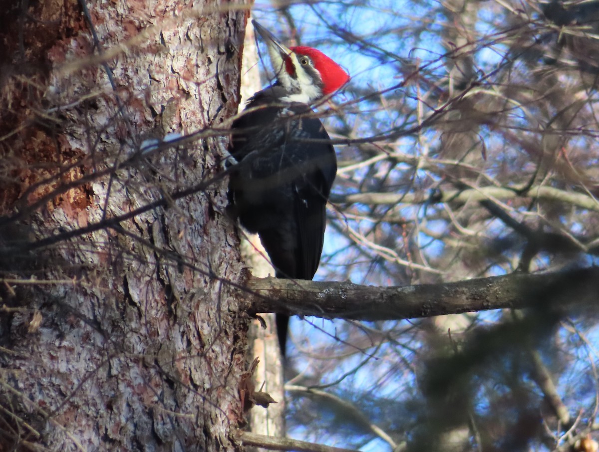 Pileated Woodpecker - ML646597190