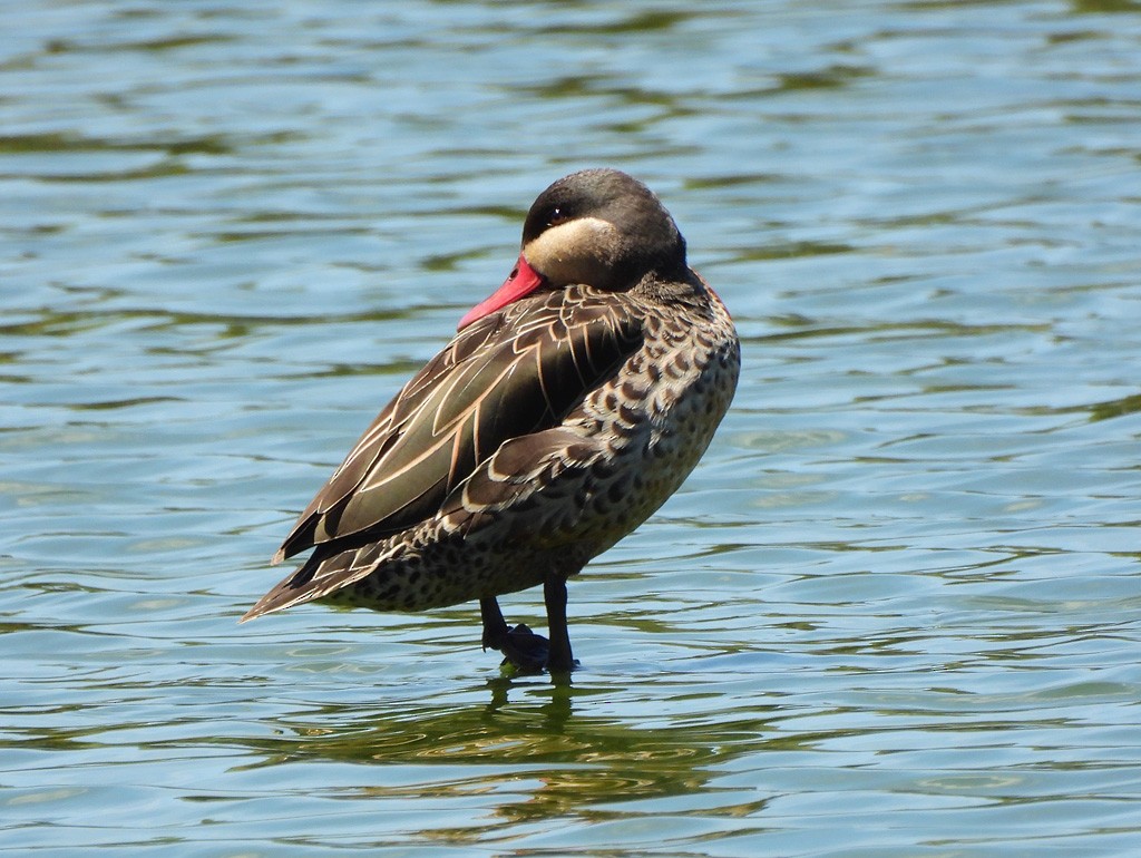 Red-billed Duck - ML646597191
