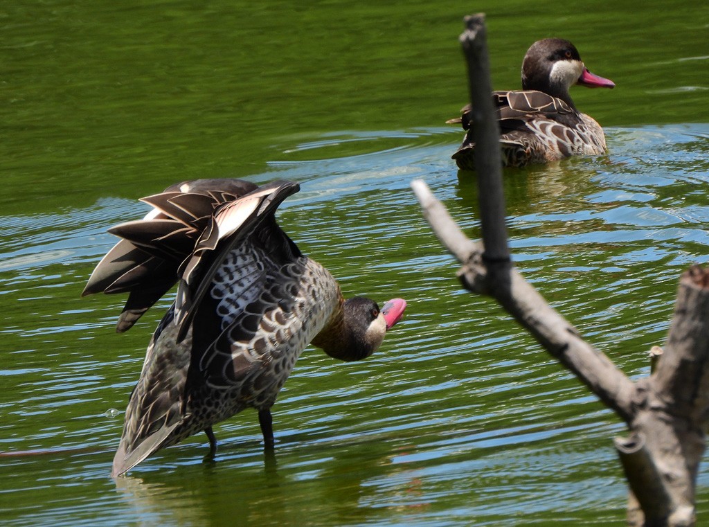 Red-billed Duck - ML646597192