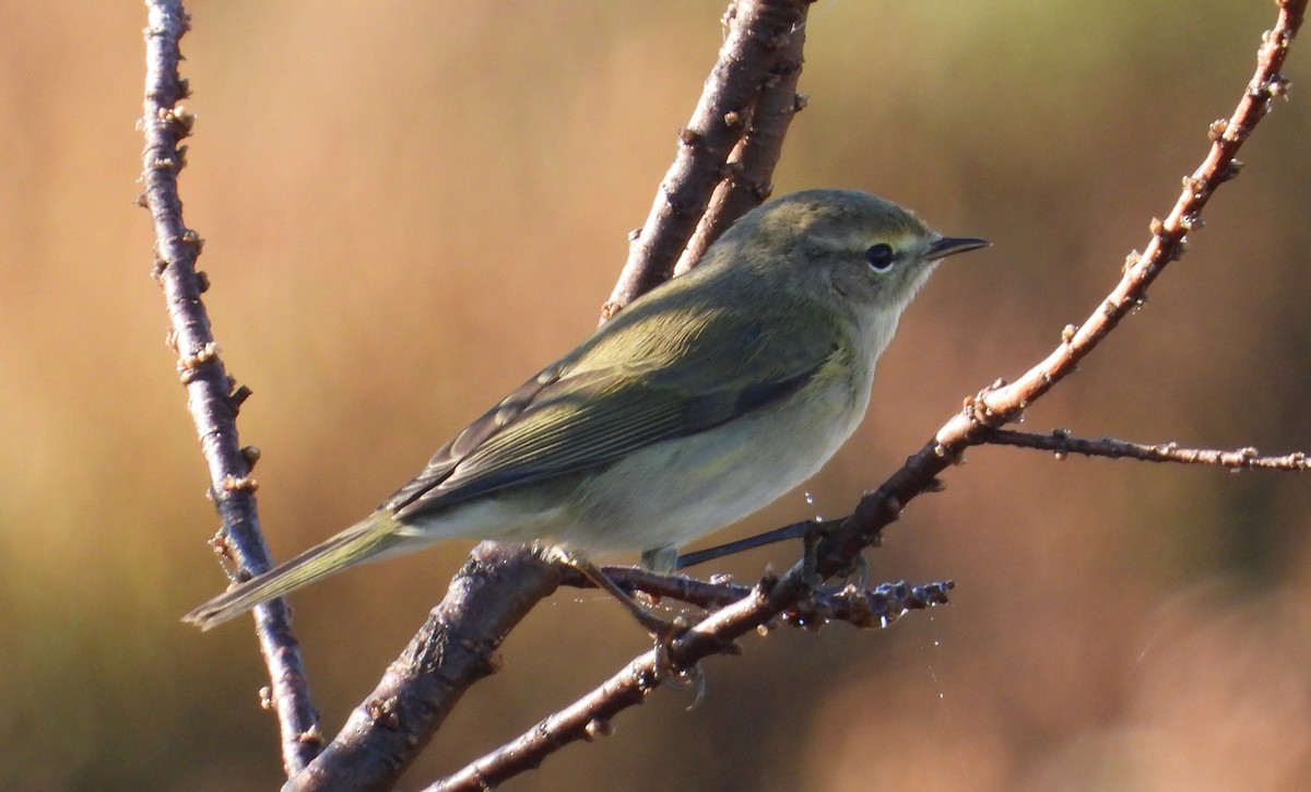 Common Chiffchaff - ML646597194